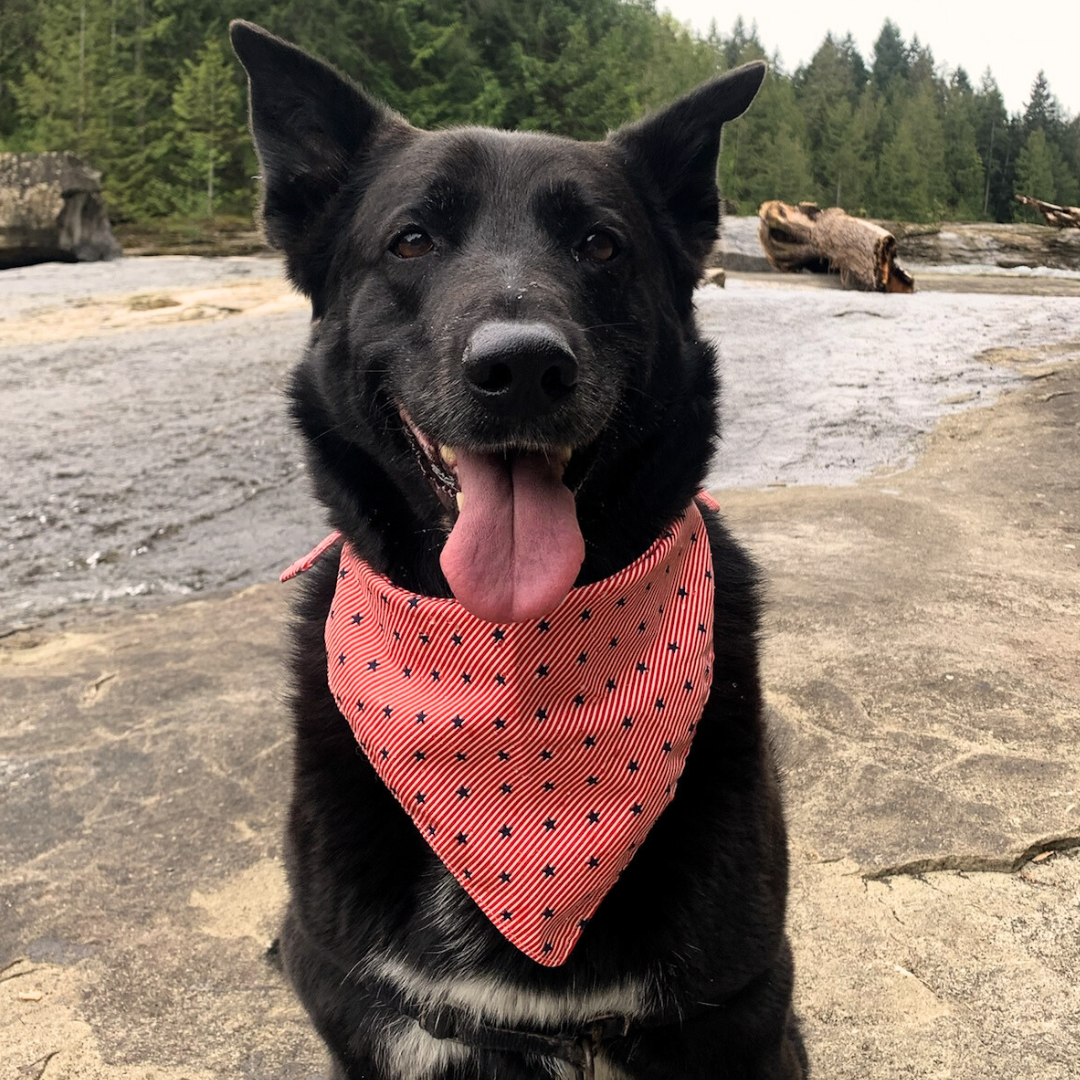 4th of July Dog Bandana - Red Stripes and Blue Stars